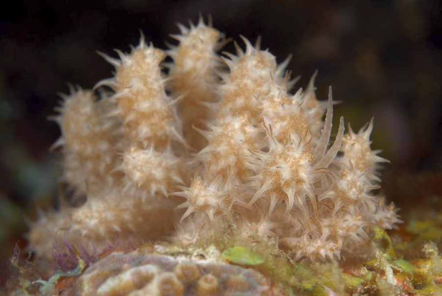 Phyllodesmium koehleri